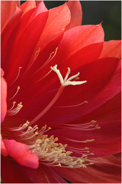 Cactus Flower   Copy (2)